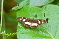 NYMPHALIDAE, Eresia